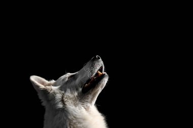 Siyah arka planda beyaz İsviçreli çoban köpeği