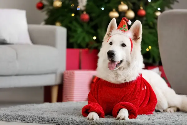 Cute Dog Sweater Home Christmas Eve — Stock Photo, Image
