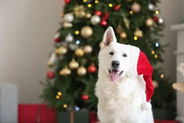 Cane Divertente Babbo Natale Cappello Casa Vigilia Natale — Foto Stock