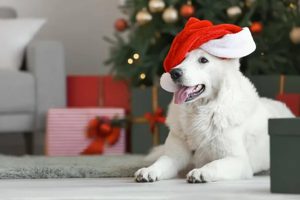 Lustiger Hund Mit Weihnachtsmütze Hause Heiligabend — Stockfoto