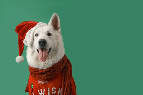 Leuke Witte Hond Santa Hoed Trui Kleur Achtergrond — Stockfoto