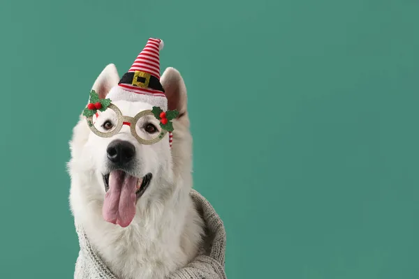 Cão Branco Bonito Usando Óculos Chapéu Papai Noel Fundo Cor — Fotografia de Stock