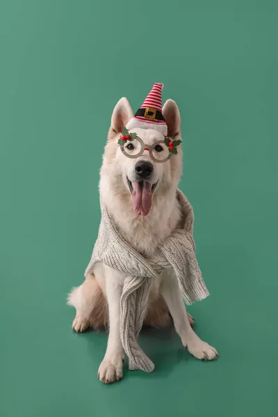 Netter Weißer Hund Mit Brille Und Weihnachtsmütze Auf Farbigem Hintergrund — Stockfoto