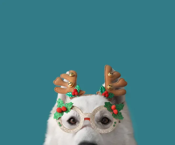 Cão Branco Bonito Usando Óculos Chifres Veado Fundo Cor — Fotografia de Stock