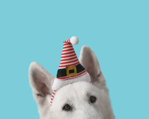 Roztomilý Bílý Pes Santa Klobouk Barevném Pozadí — Stock fotografie
