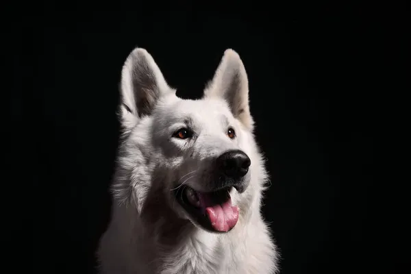 Bianco Svizzero Cane Pastore Sfondo Nero — Foto Stock