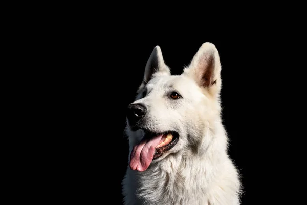 Weißer Schweizer Schäferhund Auf Schwarzem Hintergrund — Stockfoto