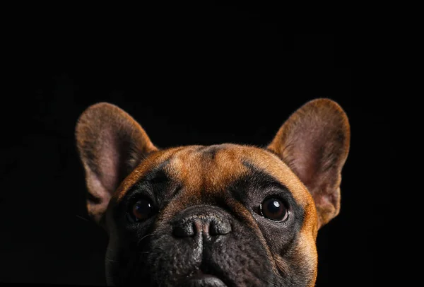 Lindo Bulldog Francés Sobre Fondo Negro —  Fotos de Stock