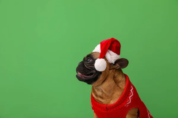 Cute French Bulldog Santa Hat Color Background — Stock Photo, Image