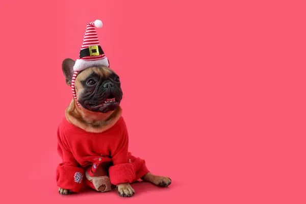 Cute French Bulldog Santa Hat Sweater Color Background — Stock Photo, Image