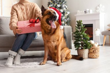 Hediyesi olan bir kadın ve Noel arifesinde evde sevimli bir Alman çoban köpeği.