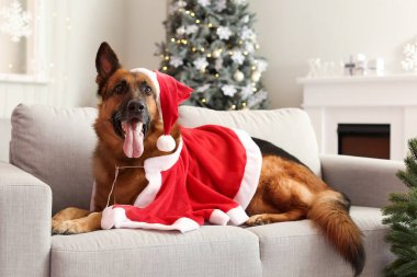 Noel arifesinde evde Noel Baba kostümlü şirin Alman çoban köpeği.