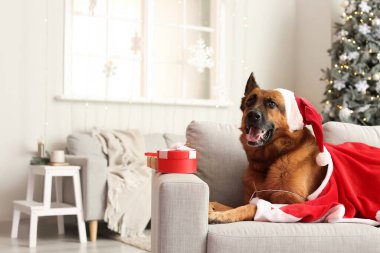 Noel arifesinde evde Noel Baba kostümlü şirin Alman çoban köpeği.