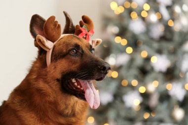 Noel arifesinde şirin Alman çoban köpeği evde.