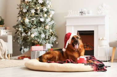 Noel Baba şapkalı şirin Alman çoban köpeği ve Noel arifesinde evde hediyesiyle.