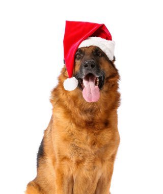 Beyaz arka planda Noel Baba şapkalı şirin Alman çoban köpeği.