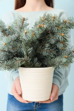 Mavi arka planda köknar ağacı dalları olan saksı tutan genç kadın, yakın plan.