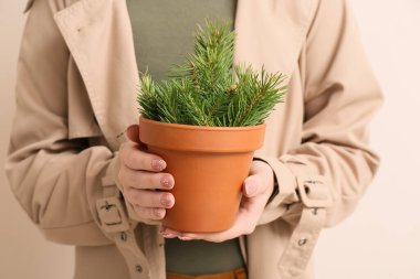 Elinde köknar ağacı dallarıyla bej arka planda saksı tutan kadın.