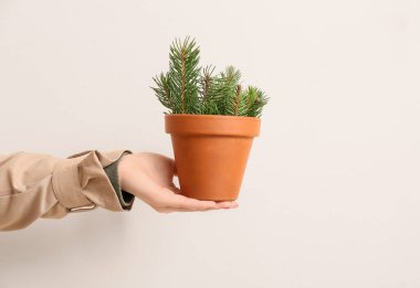 Elinde köknar ağacı dallarıyla bej arka planda saksı tutan genç bir kadın.