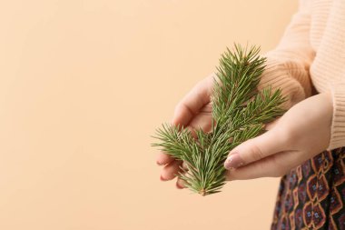 Bej arka planda köknar dalı olan kadın eller, yakın plan