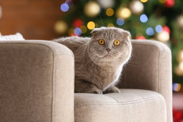 Söt Skotsk Vik Katt Hemma Julafton — Stockfoto