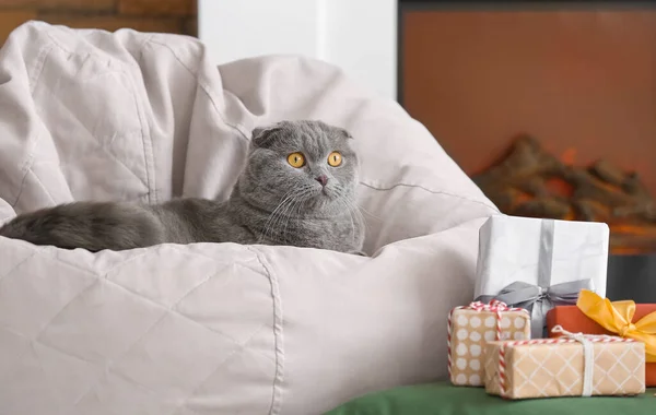 Cute Scottish Fold Cat Home Christmas Eve — Stock Photo, Image