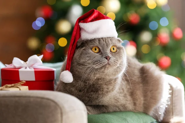 Cute Scottish Fold Kot Santa Kapelusz Domu Wigilię — Zdjęcie stockowe