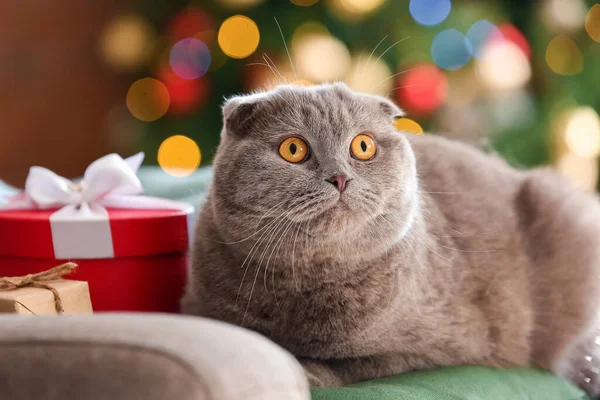 Niedliche Scottish Fold Katze Hause Heiligabend — Stockfoto
