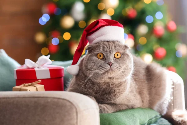 Niedliche Scottish Fold Katze Weihnachtsmütze Hause Heiligabend — Stockfoto