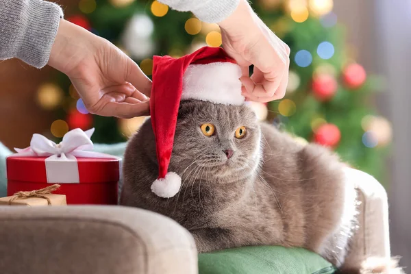 Ägare Sätta Santa Hatt Söta Skotska Vik Katt Julafton — Stockfoto