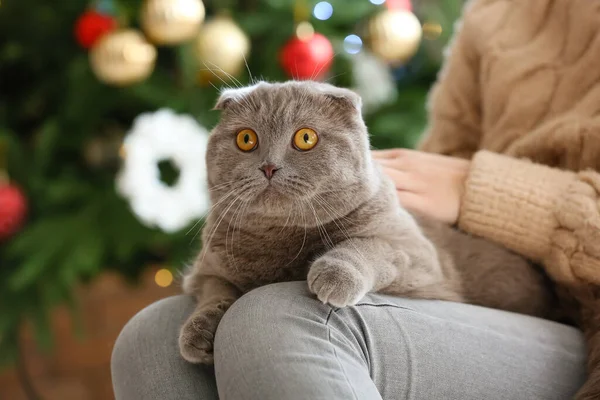 Mujer Con Lindo Gato Fold Escocés Casa Víspera Navidad — Foto de Stock