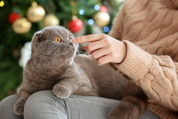 女性ともにかわいいですスコティッシュFold猫ホームオンクリスマスEve — ストック写真