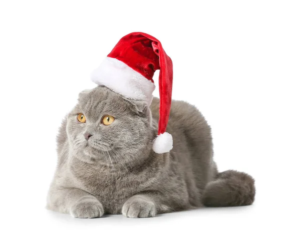 Roztomilý Skotský Skládací Kočka Santa Klobouk Bílém Pozadí — Stock fotografie