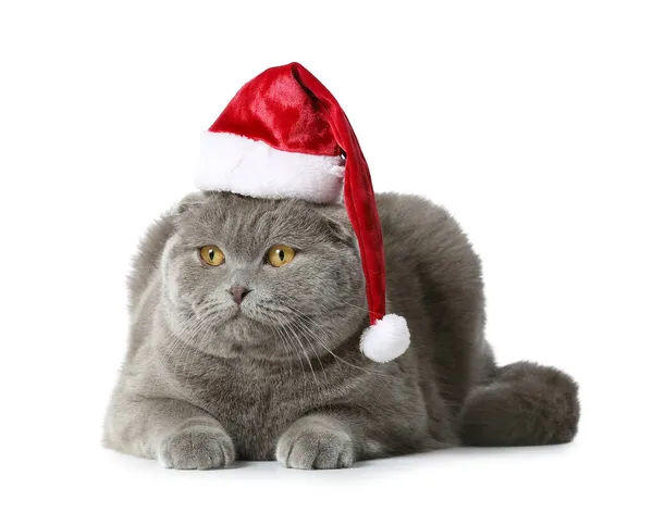 Cute Scottish Fold Cat Santa Hat White Background — Stock Photo, Image