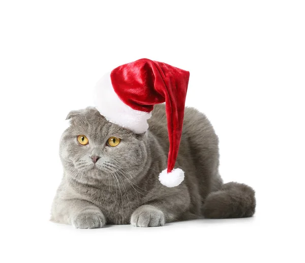 Cute Scottish Fold Cat Santa Hat White Background — Stock Photo, Image