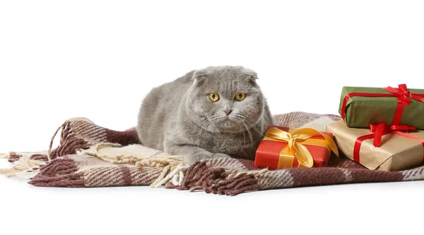 Cute Scottish Fold Cat Christmas Gifts White Background — Stock Photo, Image