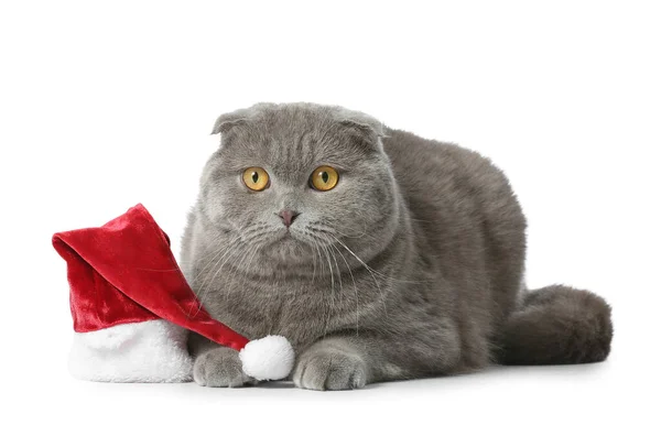 Roztomilé Skotské Skládací Kočka Santa Klobouk Bílém Pozadí — Stock fotografie