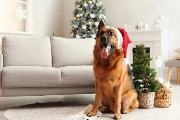 Noel arifesinde evde Noel Baba şapkalı şirin Alman çoban köpeği.