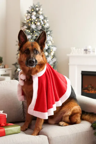 Cute German Shepherd Dog Home Christmas Eve — Stock Photo, Image