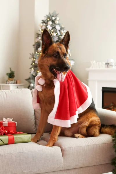 Lindo Perro Pastor Alemán Casa Víspera Navidad —  Fotos de Stock