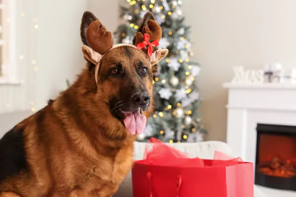 Lindo Perro Pastor Alemán Casa Víspera Navidad —  Fotos de Stock