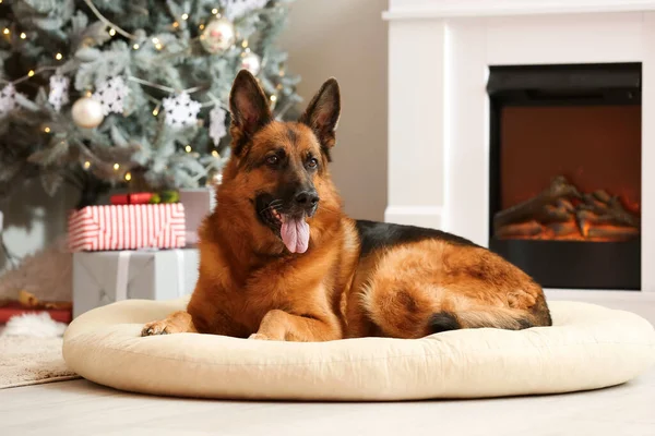 Sød Tysk Shepherd Hund Hjemme Juleaften - Stock-foto