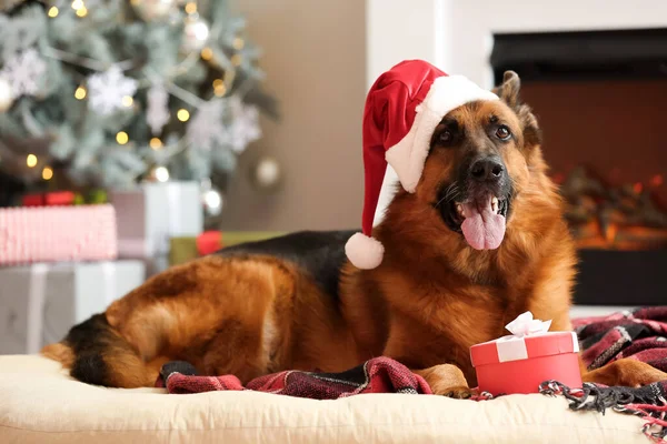Люб Язний Німецький Пес Санта Капелюх Подарунок Удома Напередодні Різдва — стокове фото