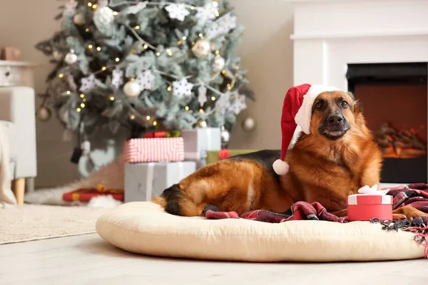 Cute German Shepherd Dog Santa Hat Gift Home Christmas Eve — Stock Photo, Image