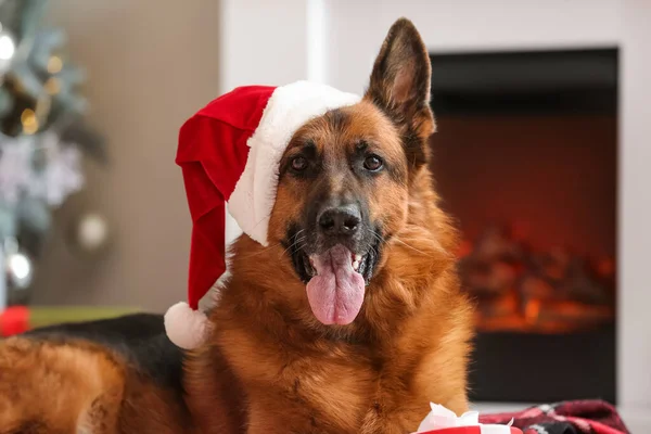 Niedlicher Schäferhund Mit Weihnachtsmütze Hause Heiligabend — Stockfoto