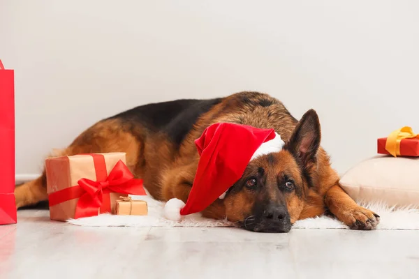Cute German Shepherd Dog Santa Hat Christmas Gifts Home — Stock Photo, Image