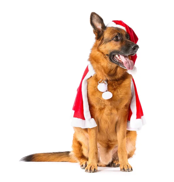 Cute German Shepherd Dog Santa Costume White Background — Stock Photo, Image