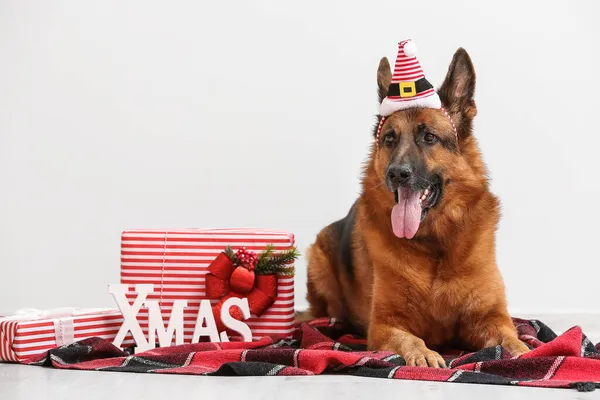 Lindo Perro Pastor Alemán Santa Sombrero Con Regalos Navidad Cerca —  Fotos de Stock