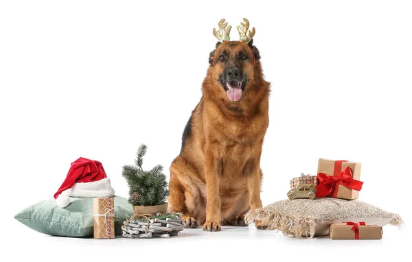 Cute German Shepherd Dog Christmas Gifts Decor White Background — Stock Photo, Image