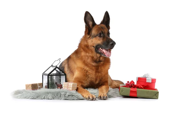 Cute German Shepherd Dog Christmas Gifts White Background — Stock Photo, Image